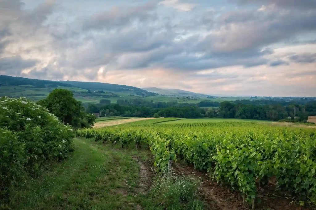Les grands vins d’Occitanie, des terroirs d’exception En Occitanie, le vin détient une place très importante et les grands vins sont nombreux. grands vins