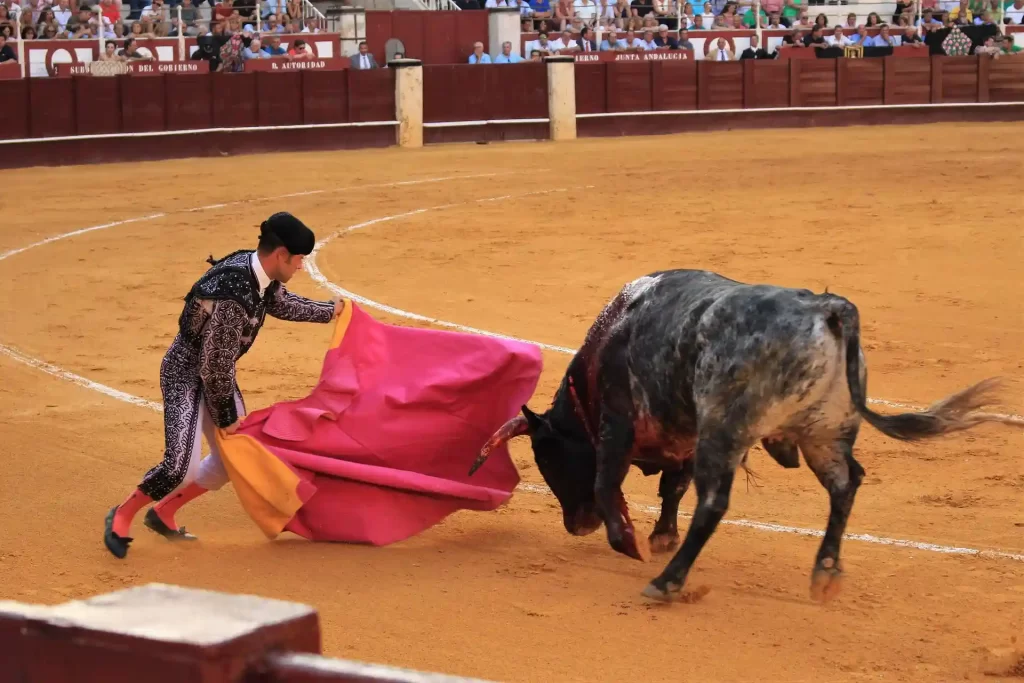 Culture taurine et arènes en Occitanie, un rituel toujours présent En Occitanie, la culture taurine et les arènes occupent une place très importante. culture taurine